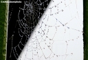 A spider's web on a bridge on a foggy morning