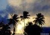 A dramatic tropical sky frames palm trees on the island of São Tomé.