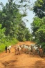 A herd of goats block a track on the African island of Príncipe.