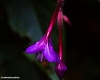 A delicate purple flower found in the rainforest of São Tomé island.