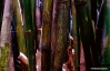 A hefty clump of bamboo found in the rainforest of São Tomé island.